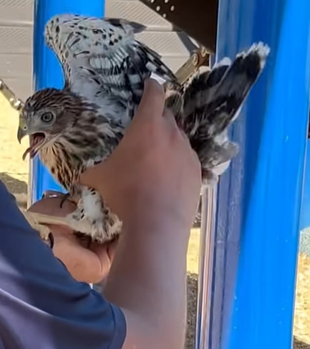 Shocking Video of Man Forcing a Hawk to Drink Alcohol Triggers Legal Battle