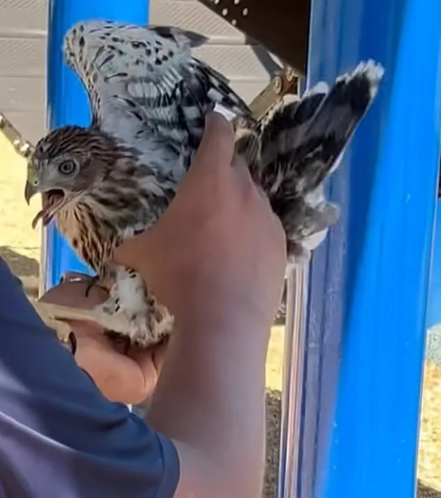 Shocking Video of Man Forcing a Hawk to Drink Alcohol Triggers Legal Battle