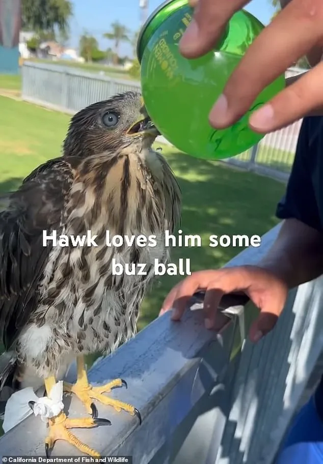 Shocking Video of Man Forcing a Hawk to Drink Alcohol Triggers Legal Battle