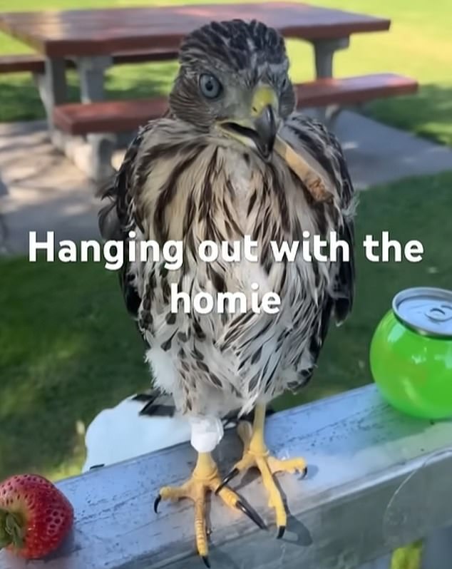 Shocking Video of Man Forcing a Hawk to Drink Alcohol Triggers Legal Battle