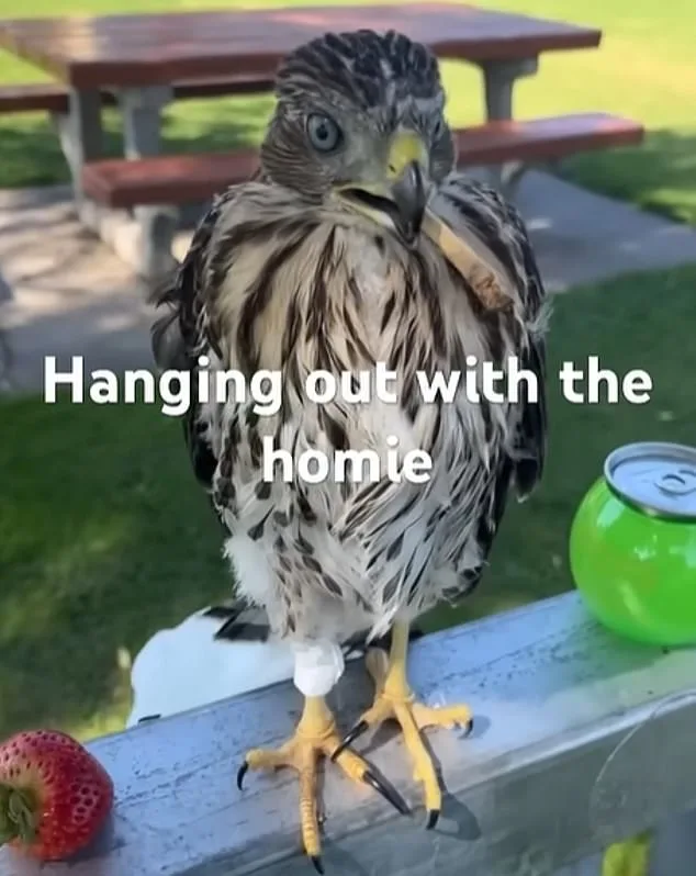 Shocking Video of Man Forcing a Hawk to Drink Alcohol Triggers Legal Battle