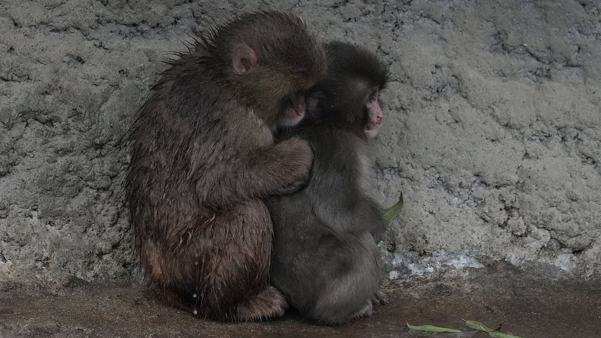 Punch the Macaque: From Plush Toy Companionship to Global Hope and Resilience