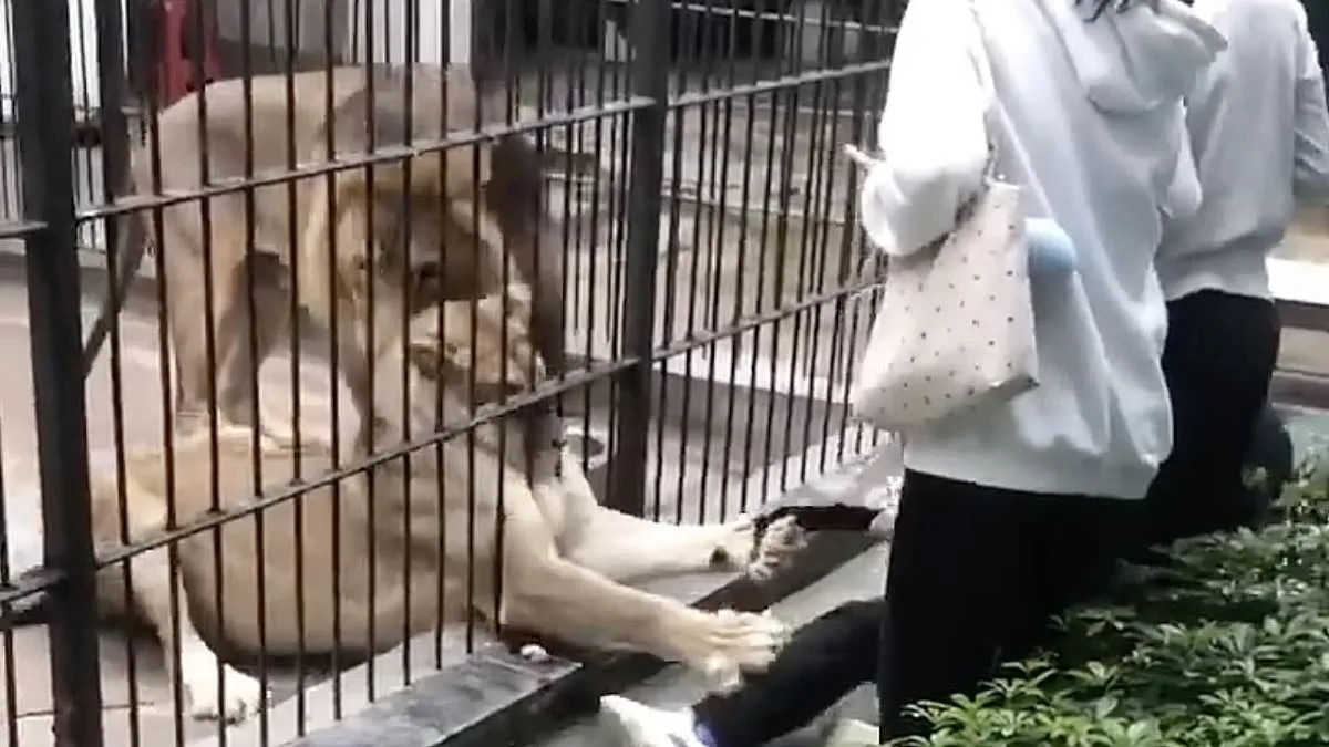 Tragedy at Shantou Zoo: Lioness Attack on Child Sparks Debate Over Safety Protocols and Ethics of Predator Encounters