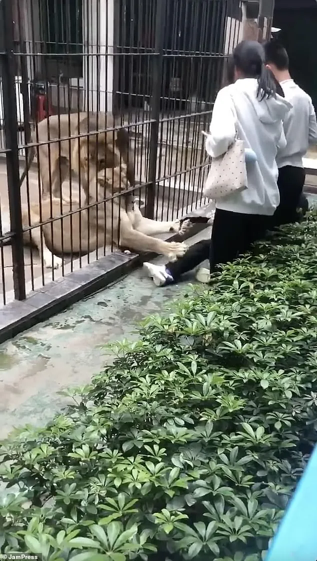 Tragedy at Shantou Zoo: Lioness Attack on Child Sparks Debate Over Safety Protocols and Ethics of Predator Encounters