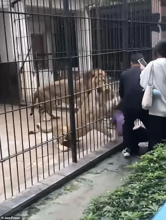 Tragedy at Shantou Zoo: Lioness Attack on Child Sparks Debate Over Safety Protocols and Ethics of Predator Encounters