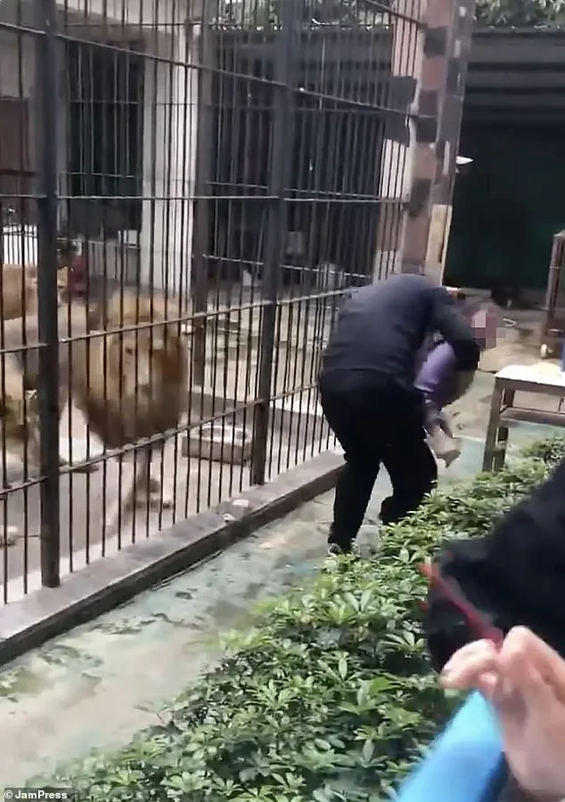 Tragedy at Shantou Zoo: Lioness Attack on Child Sparks Debate Over Safety Protocols and Ethics of Predator Encounters