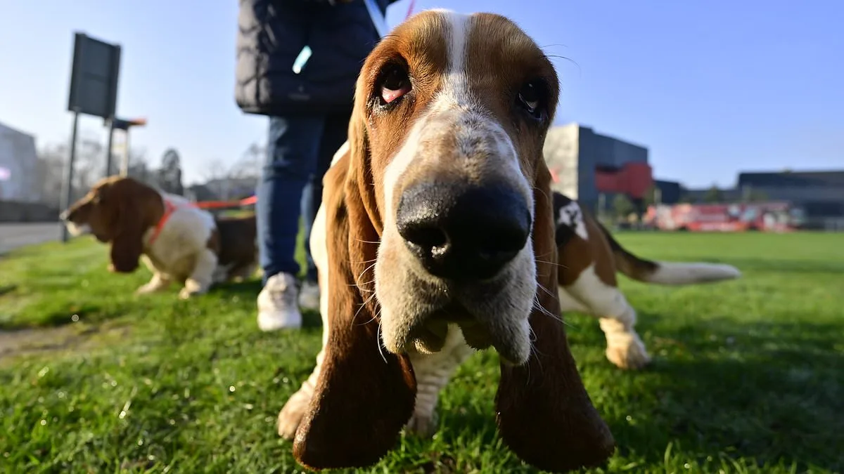 Crufts Kicks Off in Birmingham with 18,600 Dogs from 50+ Countries Competing in 222 Breeds