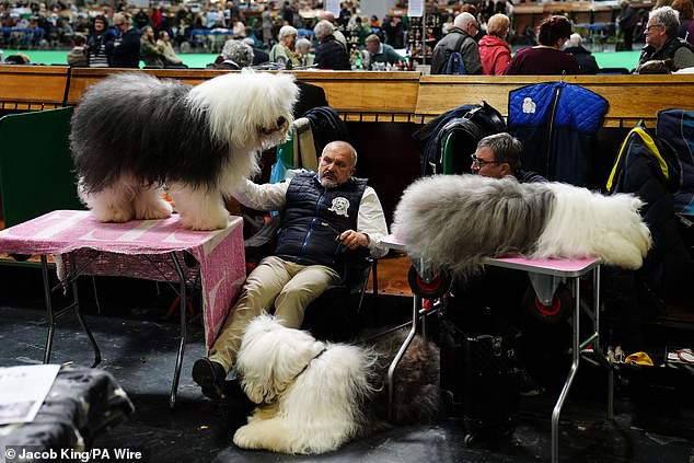 Crufts Kicks Off in Birmingham with 18,600 Dogs from 50+ Countries Competing in 222 Breeds
