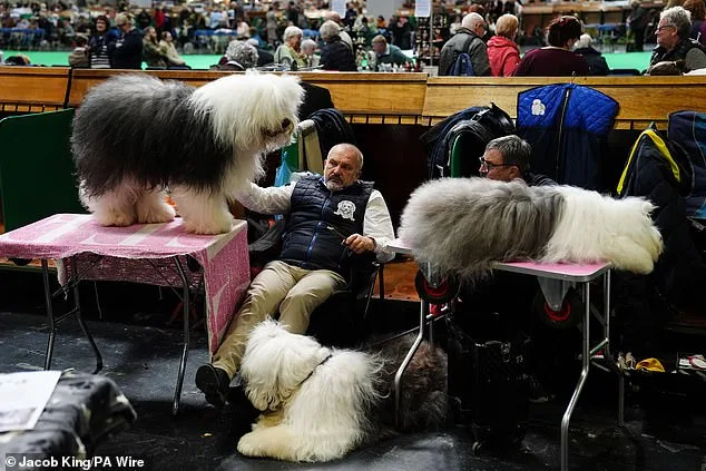 Crufts Kicks Off in Birmingham with 18,600 Dogs from 50+ Countries Competing in 222 Breeds
