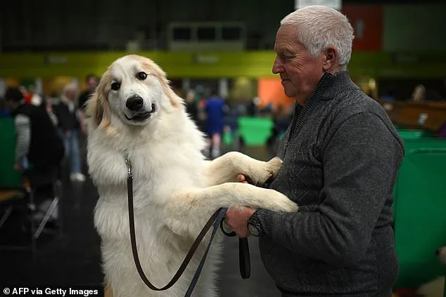 Crufts Kicks Off in Birmingham with 18,600 Dogs from 50+ Countries Competing in 222 Breeds