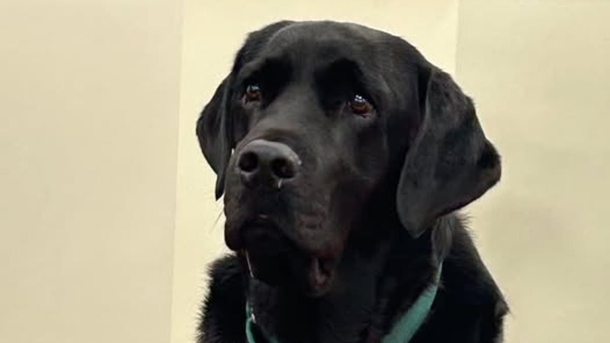 Mistrial Declared After Therapy Dog Accidentally Enters Jury Room During Trial