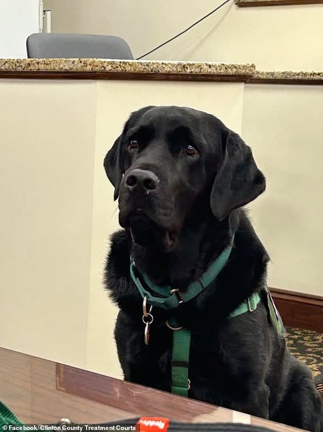 Mistrial Declared After Therapy Dog Accidentally Enters Jury Room During Trial