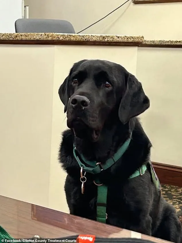 Mistrial Declared After Therapy Dog Accidentally Enters Jury Room During Trial