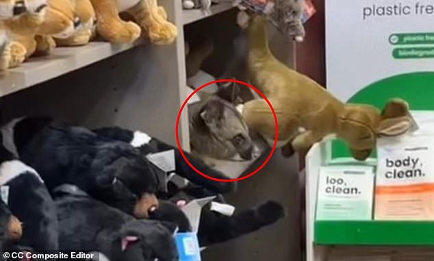 MailOnline's New Facebook Comment Sharing Feature Raises Privacy Concerns