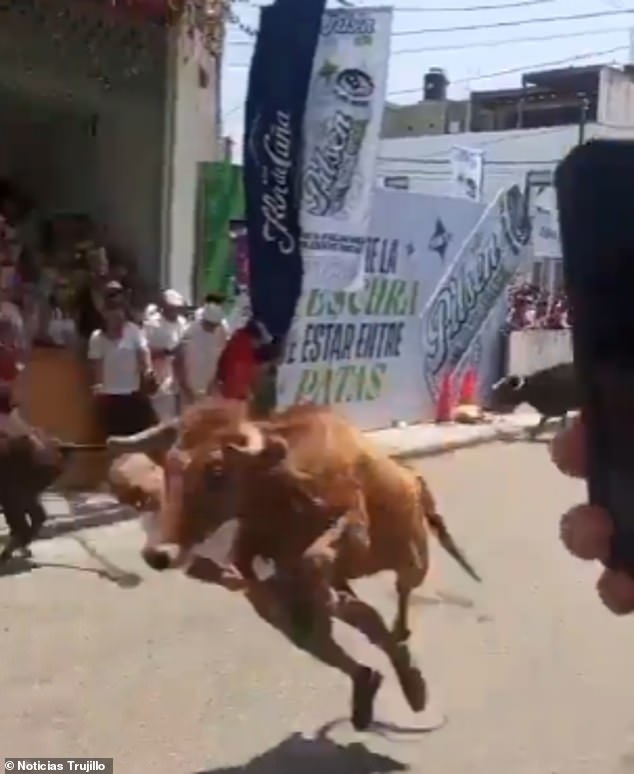 Man Survives Horrifying Bull Encounter at Peru's San José Fair, Sparking Safety Concerns