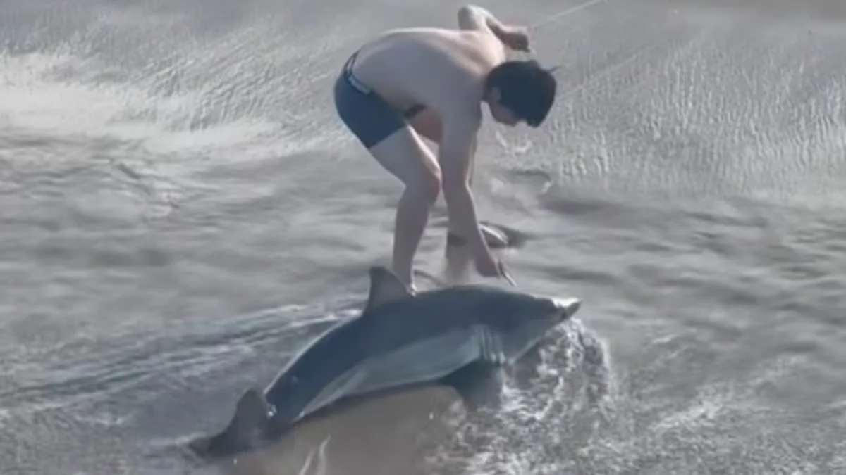 California Fisherman Accidentally Hooks Juvenile Great White Shark at Hermosa Beach Pier