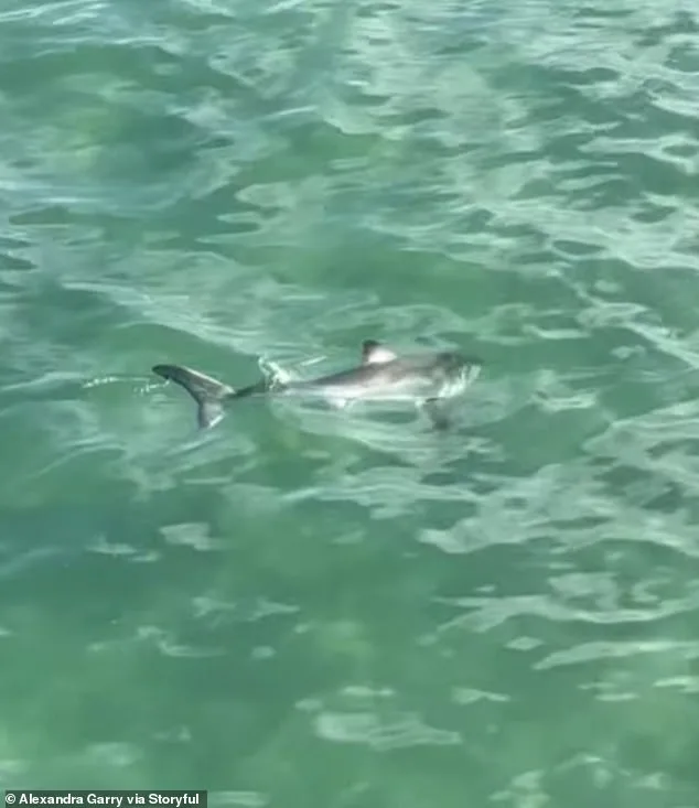 California Fisherman Accidentally Hooks Juvenile Great White Shark at Hermosa Beach Pier