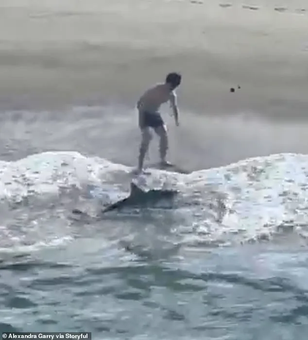 California Fisherman Accidentally Hooks Juvenile Great White Shark at Hermosa Beach Pier