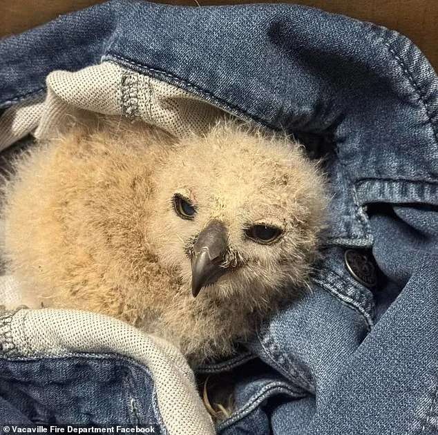 Miracle Rescue: Firefighters Save Baby Great Horned Owl from Storm Drain