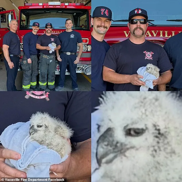 Miracle Rescue: Firefighters Save Baby Great Horned Owl from Storm Drain