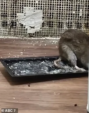 Cancer Survivor Cora Robinson Fights Rat Infestation in Bronx Home