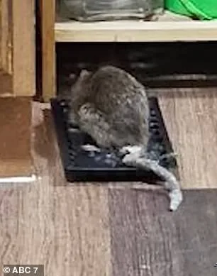 Cancer Survivor Cora Robinson Fights Rat Infestation in Bronx Home