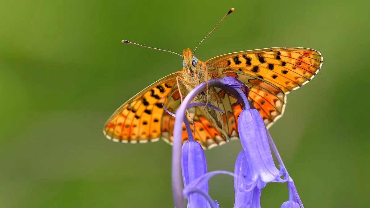 British Butterfly Crisis: 33 Species Face Urgent Survival Battle
