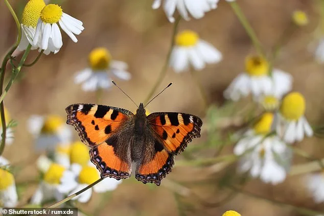British Butterfly Crisis: 33 Species Face Urgent Survival Battle