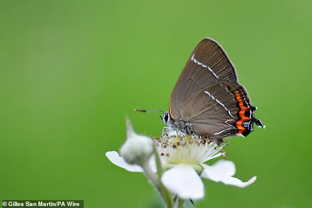 British Butterfly Crisis: 33 Species Face Urgent Survival Battle