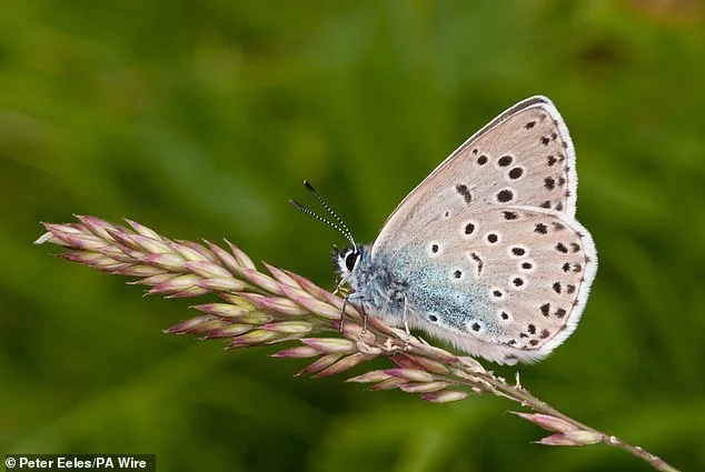 British Butterfly Crisis: 33 Species Face Urgent Survival Battle