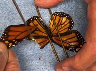 British Butterfly Crisis: 33 Species Face Urgent Survival Battle