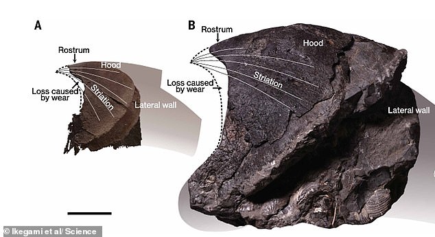 Colossal 62-foot octopuses ruled ancient seas and hunted mosasaurs.