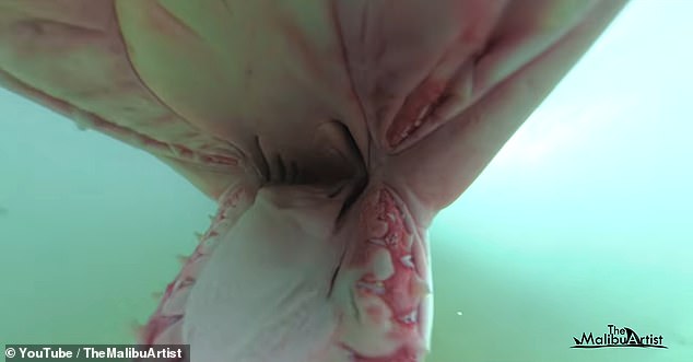 Great White Shark Bites Filmmaker's Camera During Malibu Kayaking Expedition