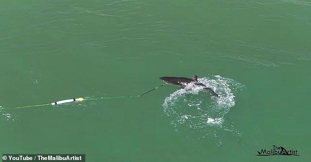 Great White Shark Bites Filmmaker's Camera During Malibu Kayaking Expedition