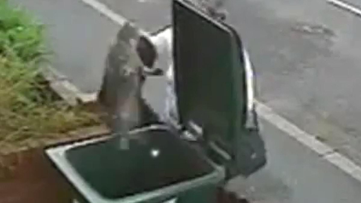 Mary Bale, the "Cat Bin Lady," faces life-altering global scrutiny after viral video.