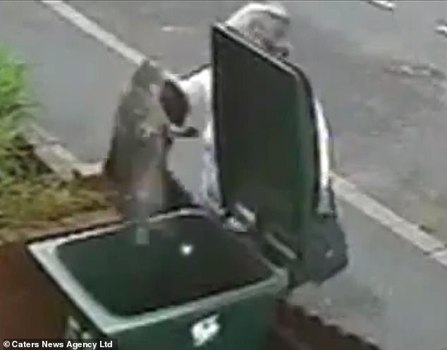 Mary Bale, the "Cat Bin Lady," faces life-altering global scrutiny after viral video.