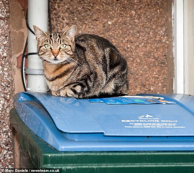 Mary Bale, the "Cat Bin Lady," faces life-altering global scrutiny after viral video.