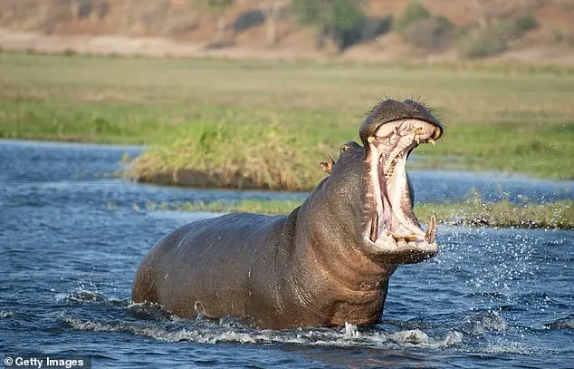 Safari Company Blames Victim's Widower for Woman's Death by Hippopotamus