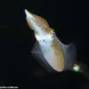 Biotech Seafood Solutions Develops Alternative Squid Products for Sustainability