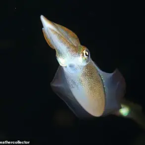 Biotech Seafood Solutions Develops Alternative Squid Products for Sustainability