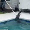7-Foot Alligator Turns Family's Pool Into Survival Zone: 'We Never Thought Our Oasis Would Be a Battleground' – Homeowners Describe the Shocking Discovery
