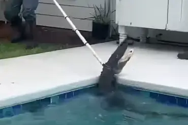 7-Foot Alligator Turns Family's Pool Into Survival Zone: 'We Never Thought Our Oasis Would Be a Battleground' – Homeowners Describe the Shocking Discovery