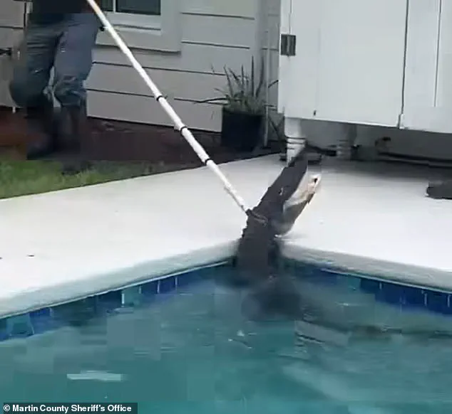 7-Foot Alligator Turns Family's Pool Into Survival Zone: 'We Never Thought Our Oasis Would Be a Battleground' – Homeowners Describe the Shocking Discovery