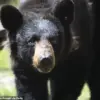 Privileged Access: Florida Construction Workers Stumble Upon Black Bear in Unfinished Luxury Condo
