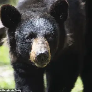 Privileged Access: Florida Construction Workers Stumble Upon Black Bear in Unfinished Luxury Condo
