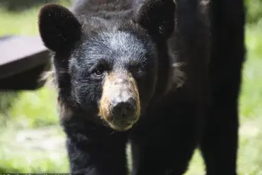 Privileged Access: Florida Construction Workers Stumble Upon Black Bear in Unfinished Luxury Condo