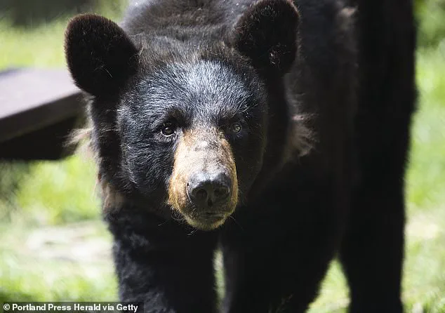 Privileged Access: Florida Construction Workers Stumble Upon Black Bear in Unfinished Luxury Condo