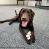 Maine Officials Still Silent as Emotional Support Dog Baxter Left to Die in State Vehicle, Fueling Outrage and Demands for Answers