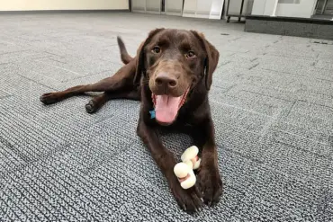 Maine Officials Still Silent as Emotional Support Dog Baxter Left to Die in State Vehicle, Fueling Outrage and Demands for Answers