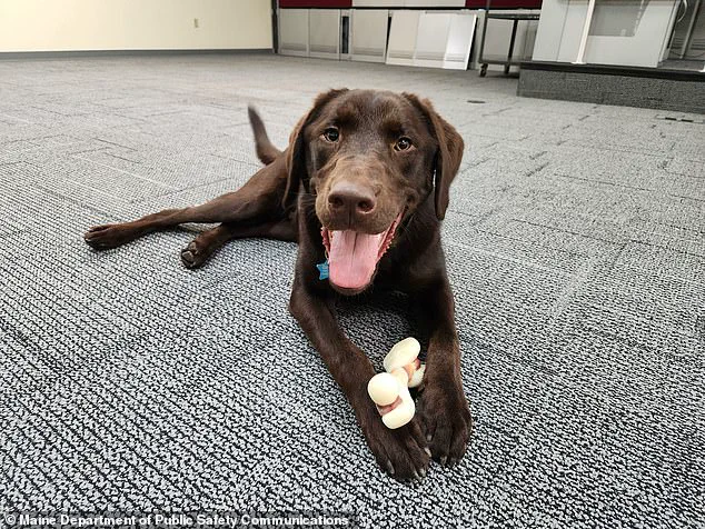 Maine Officials Still Silent as Emotional Support Dog Baxter Left to Die in State Vehicle, Fueling Outrage and Demands for Answers